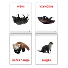 Книги «Карточки Домана. Животные материков», набор 6 шт. по 20 стр. - Фото 5