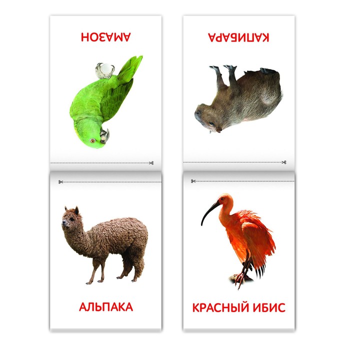 Книги набор «Карточки Домана. Животные материков», 6 шт. по 20 стр. - фото 1911302883