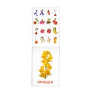 Обучающие карточки Г. Домана «Цветы», на скрепке, 20 стр. - Фото 3