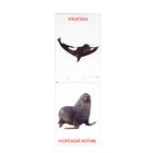 Обучающие карточки Г. Домана «Животные Антарктиды», на скрепке, 20 страниц - Фото 2