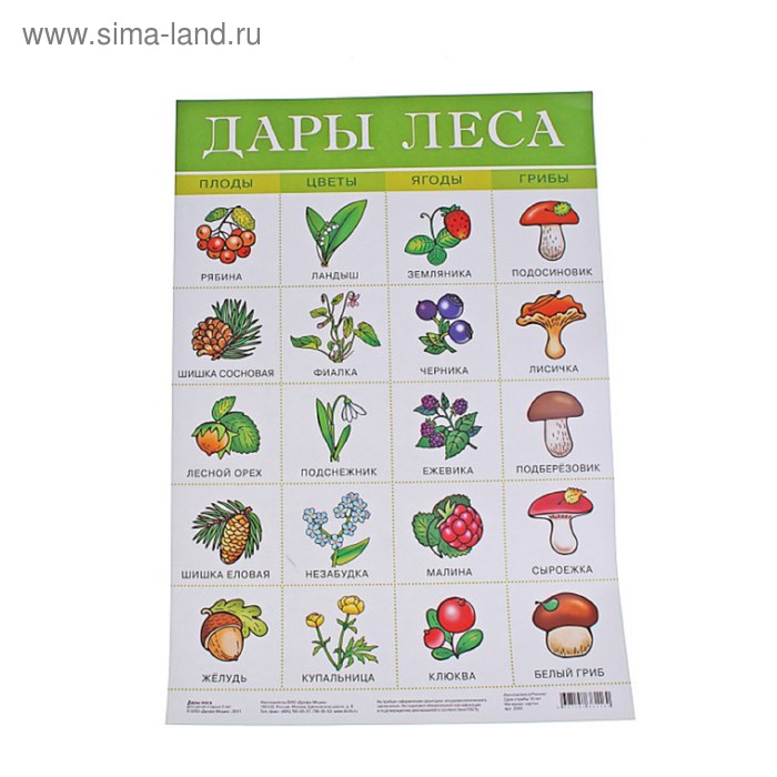 Плакат "Дары леса" - Фото 1