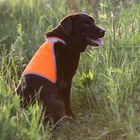 Сигнальный жилет для собак OSSO, 40 (ДС 21 см), микс цветов - Фото 1
