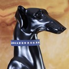 Ошейник "Бархат и стразы", 31 х 1,3/2 см, ОШ 22-28 см, синий - Фото 4