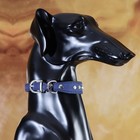 Ошейник "Бархат и стразы", 31 х 1,3/2 см, ОШ 22-28 см, синий - Фото 5