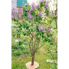 Круг приствольный, d=0.4 м, из кокосового полотна, набор 5 шт., «Мульчаграм» - Фото 12