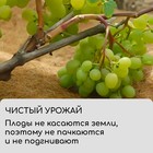 Круг приствольный, d=0.4 м, из кокосового полотна, набор 5 шт., «Мульчаграм» - Фото 4