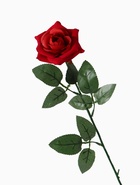 Цветы искусственные «Роза», h=56 см, d=8.5 см, красные - Фото 5