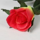 Цветы искусственные «Роза классик лайт», h=53 см, d=5 см, МИКС - Фото 4