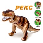Динозавр «Рекс» работает от батареек, световые и звуковые эффекты, цвета МИКС - Фото 1