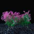 Набор растений искусственных для аквариума (2 шт), 10 см - фото 8988211