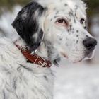 Ошейник кожаный однослойный безразмерный, 45×2 см, ОШ 18-39 см, коричневый - Фото 11