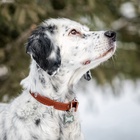 Ошейник кожаный однослойный безразмерный, 45×2 см, ОШ 18-39 см, коричневый - Фото 4