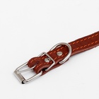 Ошейник кожаный однослойный безразмерный, 45×2 см, ОШ 18-39 см, коричневый - Фото 6