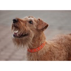 Ошейник кожаный однослойный безразмерный, 45×2 см, ОШ 18-39 см, коричневый - Фото 8