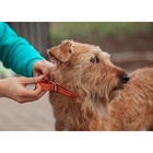 Ошейник кожаный однослойный безразмерный, 45×2 см, ОШ 18-39 см, коричневый - Фото 9