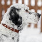 Ошейник кожаный однослойный безразмерный, 45×2 см, ОШ 18-39 см, коричневый - Фото 10