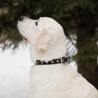 Ошейник однослойный безразмерный, 45×2 см, ОШ 18-39 см, кожа, синий - Фото 7