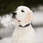 Ошейник однослойный безразмерный, 45×2 см, ОШ 18-39 см, кожа, синий - Фото 9