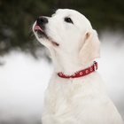 Ошейник кожаный однослойный безразмерный, 45×2 см, ОШ 18-39 см, красный - Фото 7