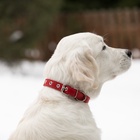 Ошейник кожаный однослойный безразмерный, 45×2 см, ОШ 18-39 см, красный - Фото 8