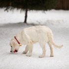 Ошейник кожаный однослойный безразмерный, 45×2 см, ОШ 18-39 см, красный - Фото 9