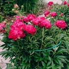 Кустодержатель, d=30 см, h=80 см, ножка d=0.3 см, металл, набор 2 шт., зелёный, Greengo - Фото 4