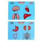 Настольная игра «Весёлая анатомия», работает от батареек, от 1 игрока, 5+ - Фото 8