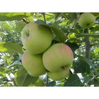 Саженец Яблоня карлики М.А. Мазунина (горшок 9*9*14) Приземленное, 1 шт, Осень 2025 3741217