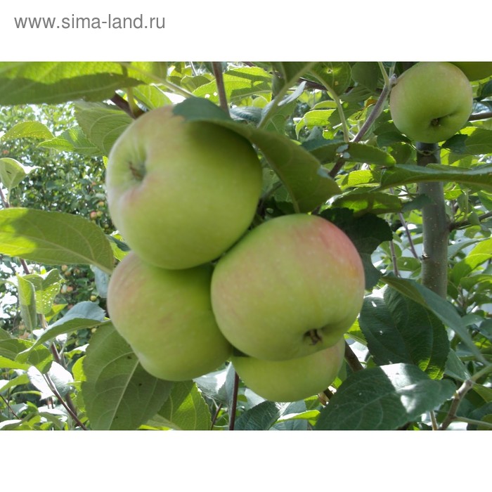 Саженец Яблоня карлики М.А. Мазунина (горшок 9*9*14) Приземленное, 1 шт, Осень 2025 - Фото 1