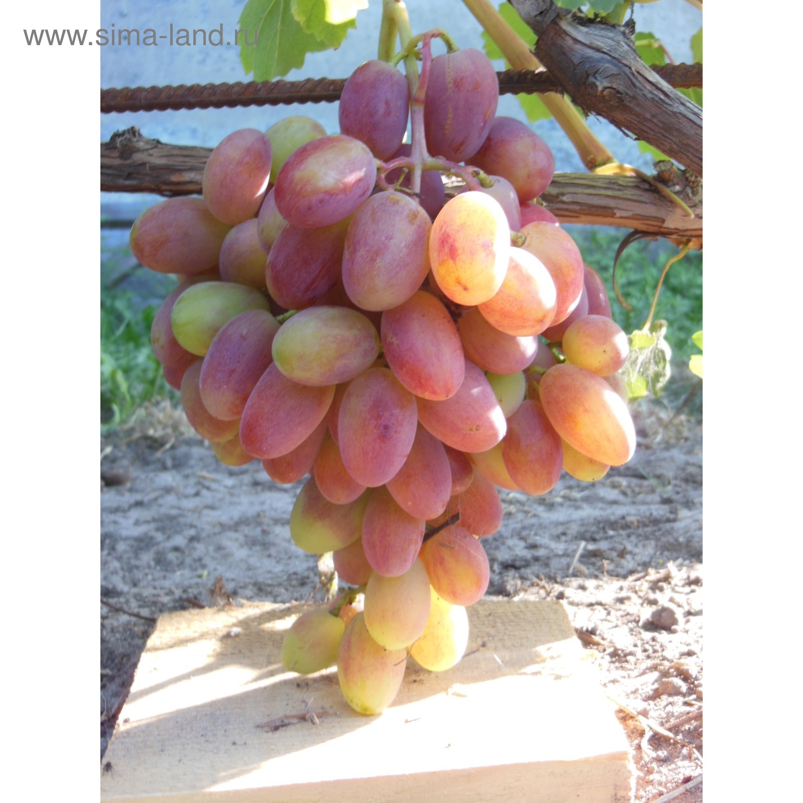 Виктор описание сорта фото отзывы Виктор описание сорта фото отзывы