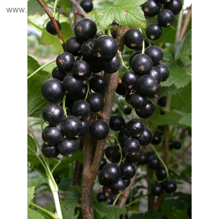 Саженец Смородина черная (ОКС) Бен Тибен, 1 шт, Осень 2025 - Фото 1