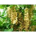 Саженец Смородина цветная (ОКС) Уральская белая, 1 шт, Осень 2025 3741259 - фото 8080533