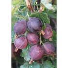 Саженец Крыжовник (ОКС) Черносливовый, 1 шт, Осень 2025 3741275