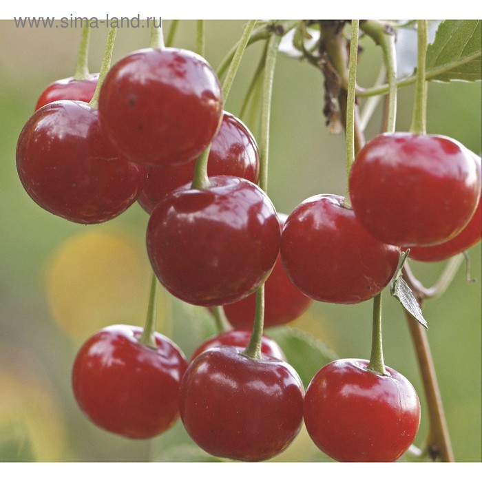 Продажа - Саженцы Вишни, сорт Маяк
