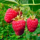 Саженец Малина (ОКС) Пересвет, 1 шт, Осень 2025 3741298 - фото 8080535