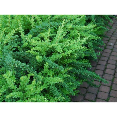 Саженец Барбарис (горшок р9) Грин карпет, 1 шт, Осень 2025