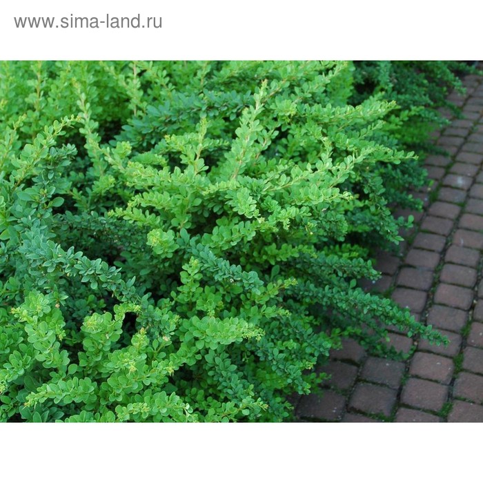 Саженец Барбарис (горшок р9) Грин карпет, 1 шт, Осень 2025 - Фото 1