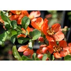 Саженец Айва (горшок р9) Николайн, 1 шт, Осень 2025 3741320 - фото 8080537