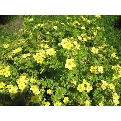 Саженец Курильский чай (горшок р9) Катерина Дукс, 1 шт, Осень 2025