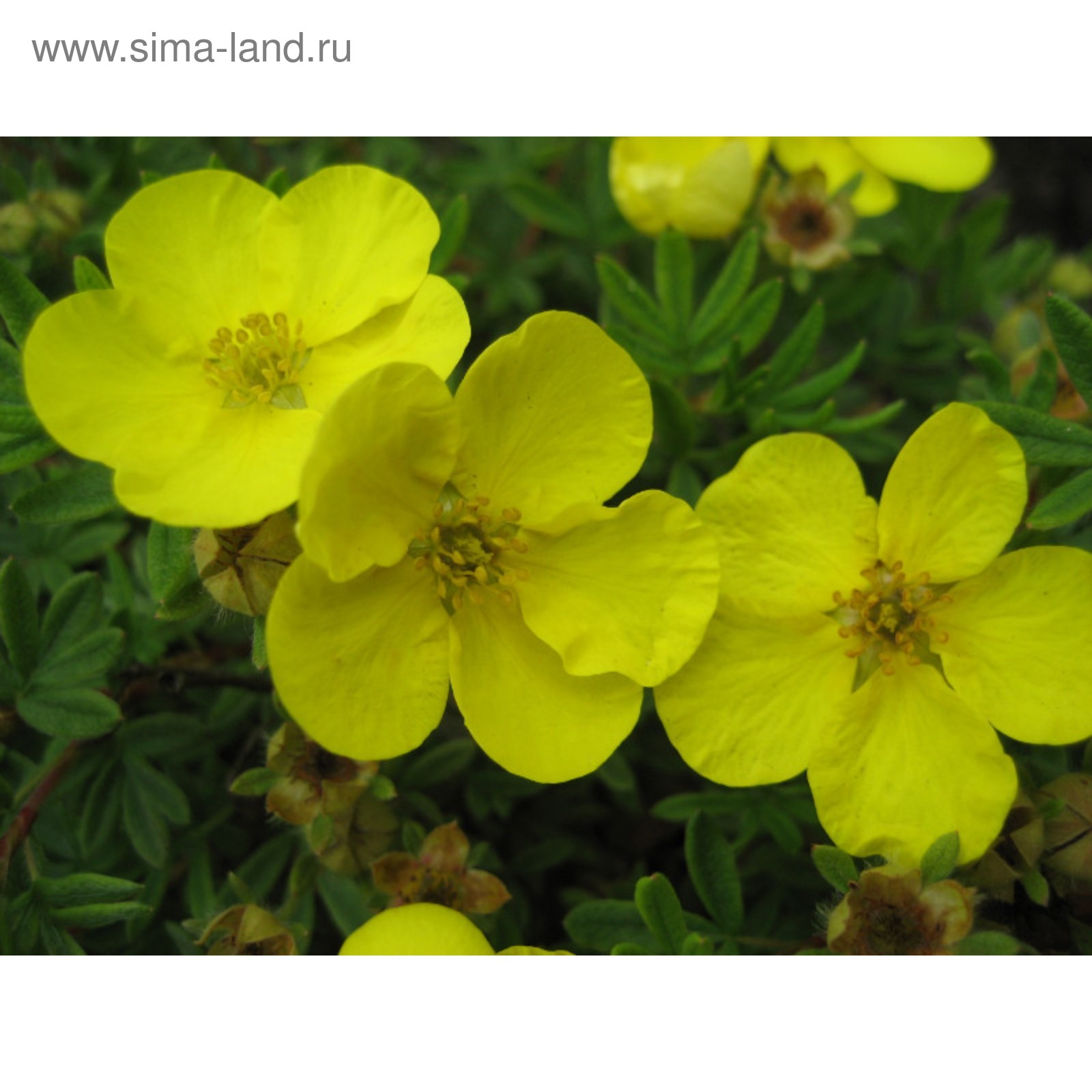 Курильский чай лист. Лапчатка курильская. Лапчатка фридхем. Лапчатка goldteppich. Курильский чай фото.