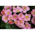 Саженец Курильский чай (горшок р9) Претти Полли, 1 шт, Осень 2025 3741346 - фото 8080540