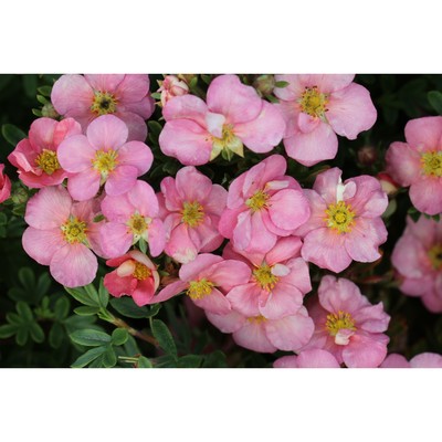 Саженец Курильский чай (горшок р9) Претти Полли, 1 шт, Осень 2025