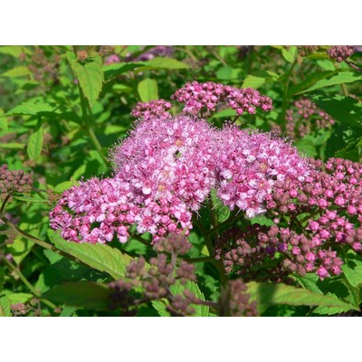 Саженец Спирея (горшок р9) Сан-Суси Набиона, 1 шт, Осень 2025