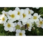 Саженец Курильский чай (горшок р9) Альба, 1 шт, Осень 2025 3741338 - фото 8080542