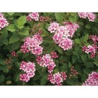 Саженец Спирея (горшок р9) Литтл принцесс, 1 шт, Осень 2025 3741334 - фото 8080547