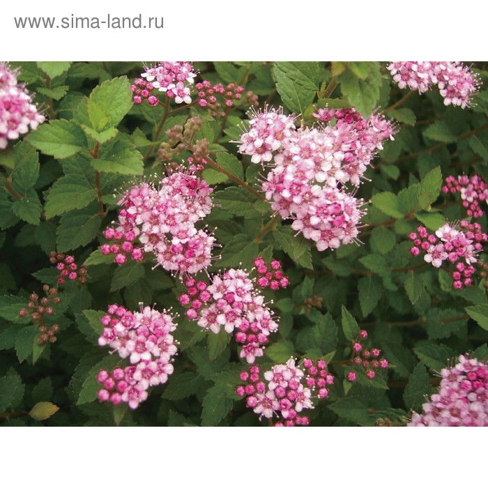 Саженец Спирея (горшок р9) Литтл принцесс, 1 шт, Осень 2025 - Фото 1