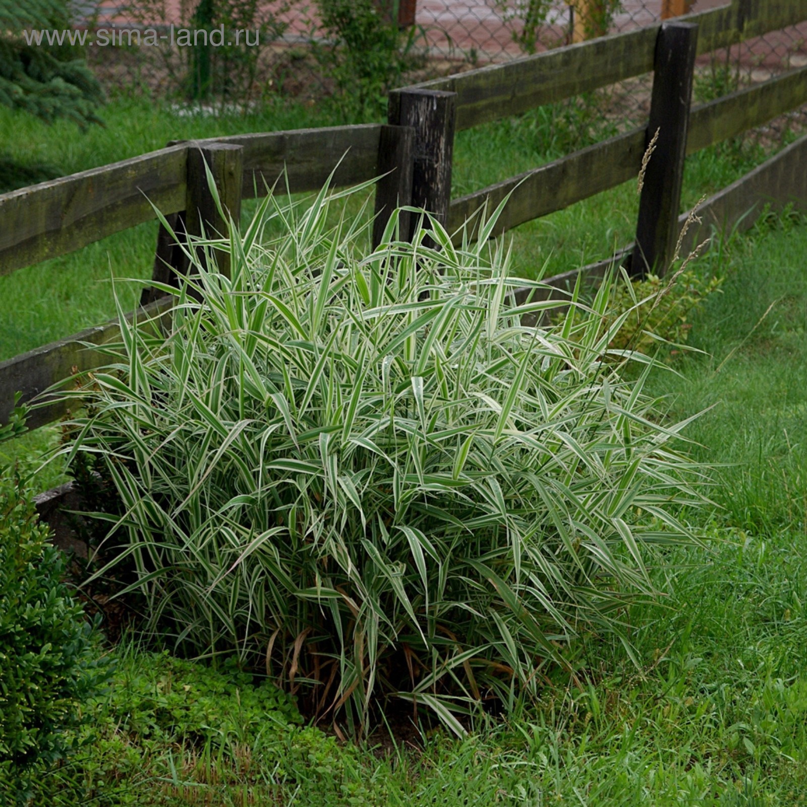 Фалярис тростниковый. Фалярис канареечник. Фалярис тростниковый вариегата. Осока фалярис. Фалярис саженец.