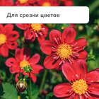 Ножницы садовые, 7" (18 см), с металлическими ручками, обрезиненная ручка, зелёные Greengo - Фото 9