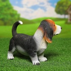 Садовая фигура из полистоуна «Щенок бассет-хаунда», 16×13×25 см - Фото 6