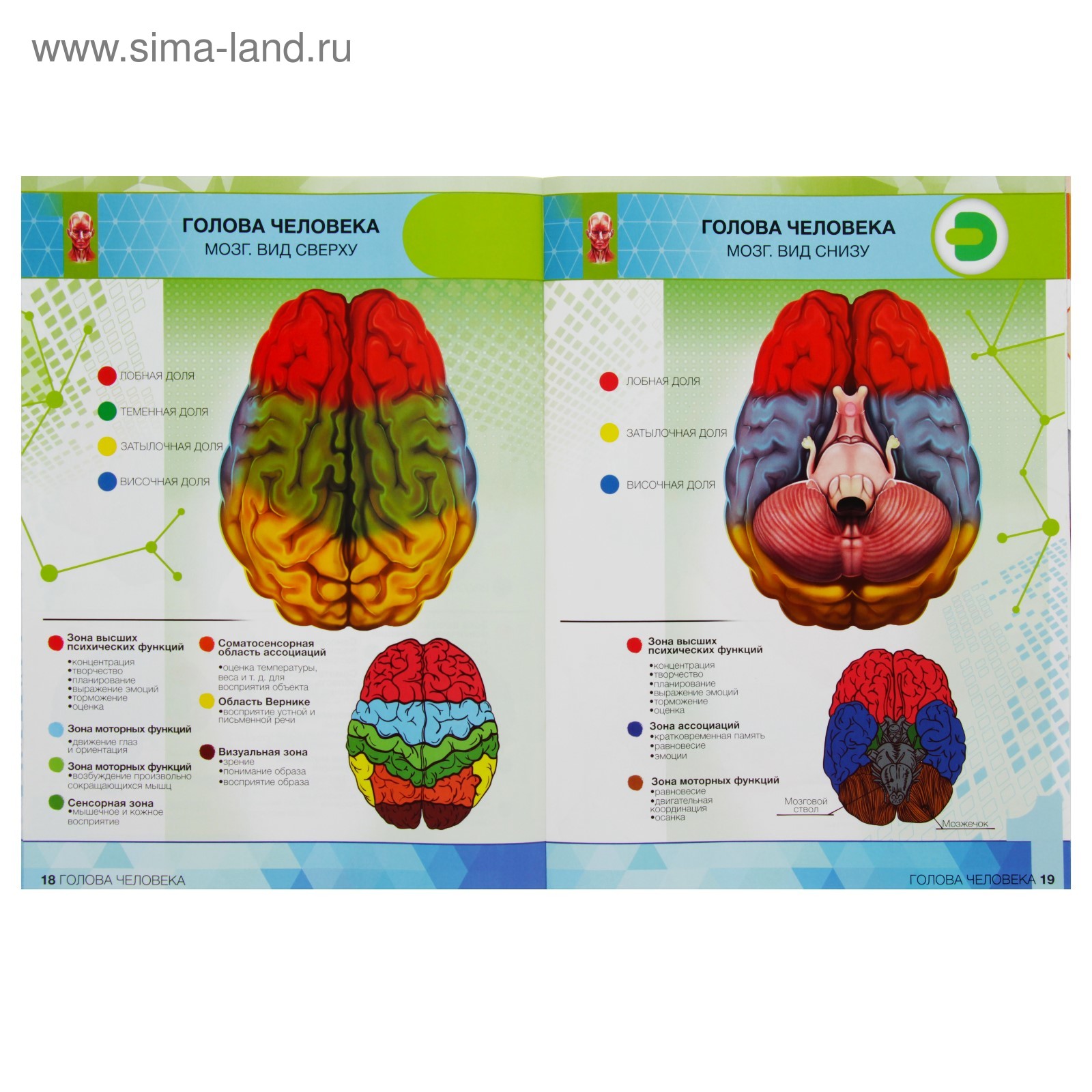 Купить Энциклопедия Анатомия Человека